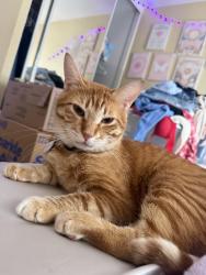 Lost Male Cat last seen sycamore park , Riverside, CA 92507