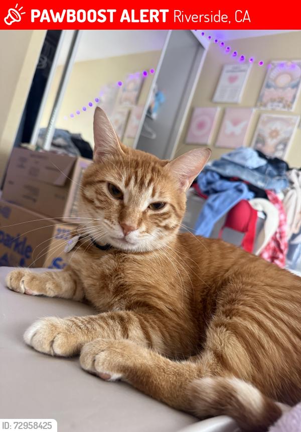 Lost Male Cat last seen sycamore park , Riverside, CA 92507
