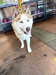 Found/Stray Male Dog last seen Sepulveda & Victory, Los Angeles, CA 91405