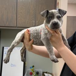 Shelter Stray Female Dog last seen , Pine Bluff, AR 71601