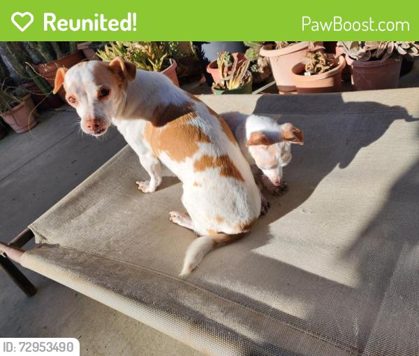 Reunited Female Dog last seen Near w willow st / N baker st, Stockton, CA 95203