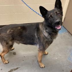 Shelter Stray Male Dog last seen , Memphis, TN 38133