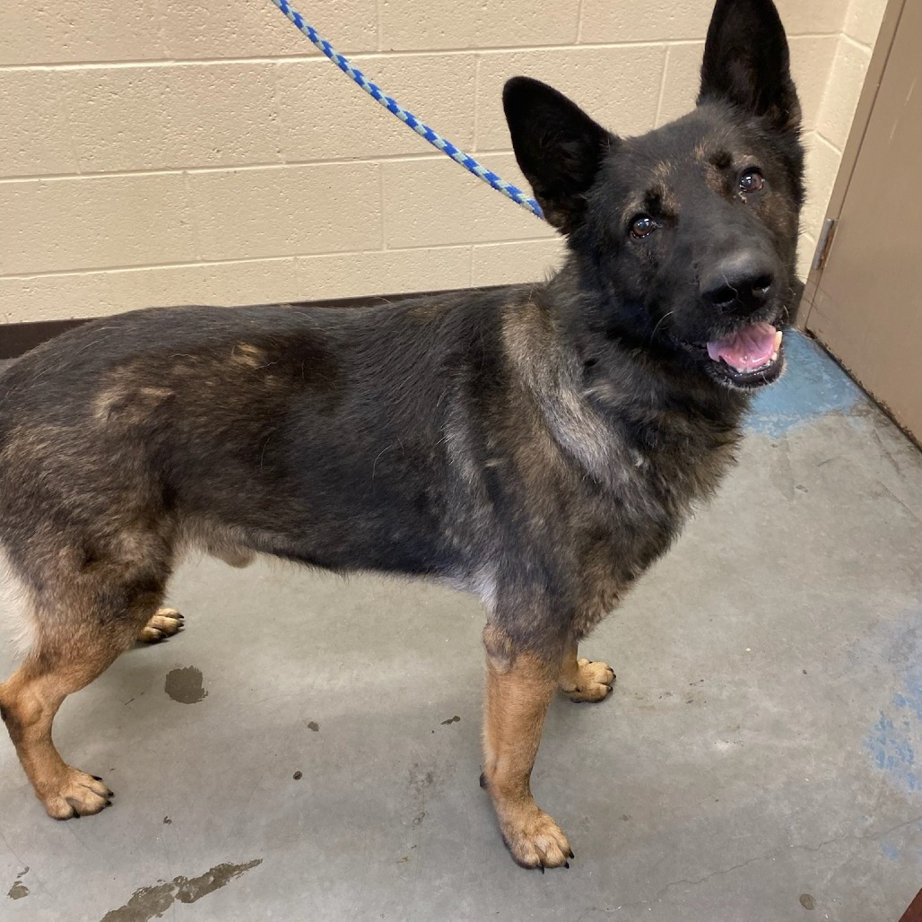 Shelter Stray Male Dog last seen , Memphis, TN 38133