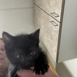 Shelter Stray Male Cat last seen , Ottawa, KS 66067