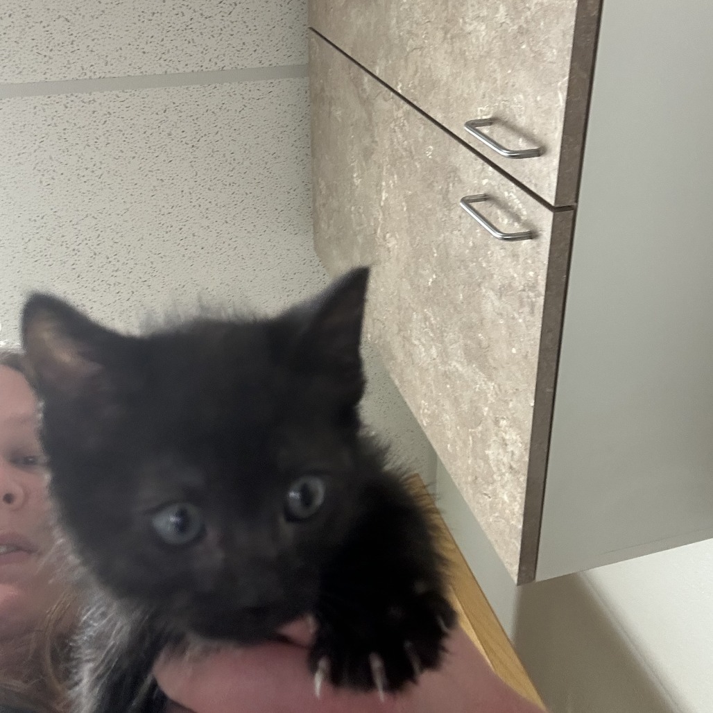 Shelter Stray Male Cat last seen , Ottawa, KS 66067