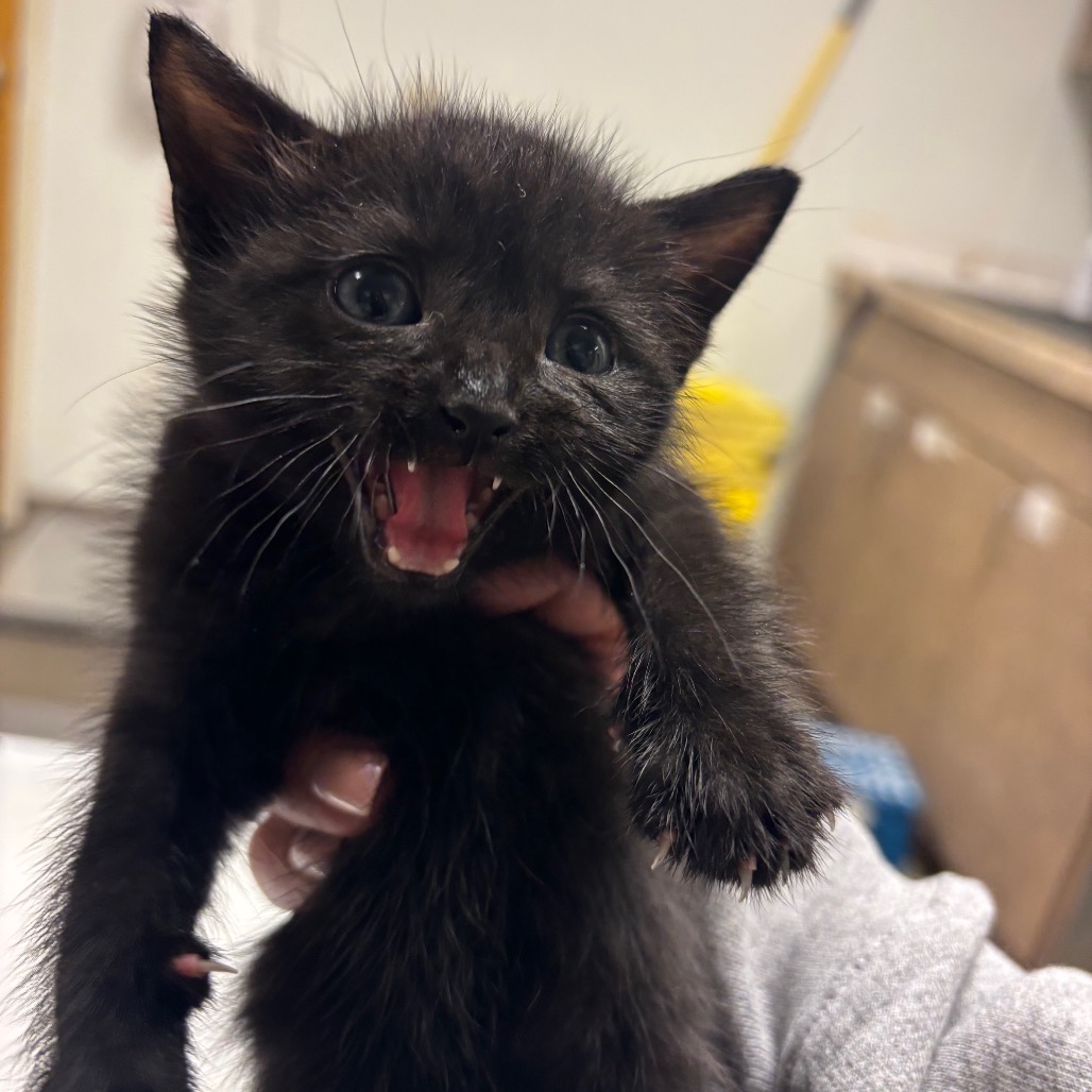 Shelter Stray Female Cat last seen , Ottawa, KS 66067