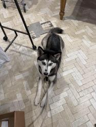 Lost Female Dog last seen Brookpark, Cleveland, Kamms Corners, Cleveland, OH 44111