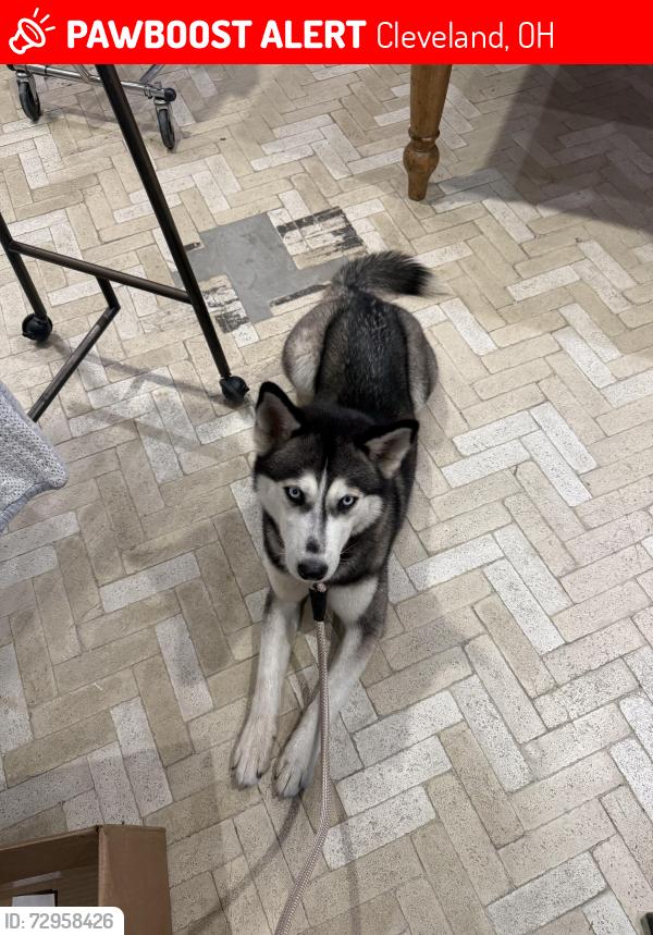 Lost Female Dog last seen Brookpark, Cleveland, Kamms Corners, Cleveland, OH 44111