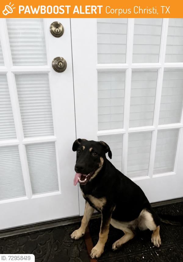 Found/Stray Female Dog last seen Baldwin, Corpus Christi, TX 78404