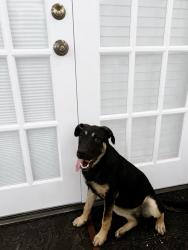 Found/Stray Female Dog last seen Baldwin, Corpus Christi, TX 78404