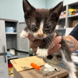 Shelter Stray Female Cat last seen , Greensboro, NC 27409