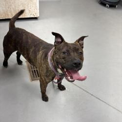 Shelter Stray Male Dog last seen , Columbus, GA 31907