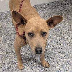 Shelter Stray Female Dog last seen , Greenville, SC 29609