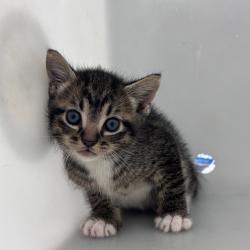 Shelter Stray Male Cat last seen , Columbus, GA 31907