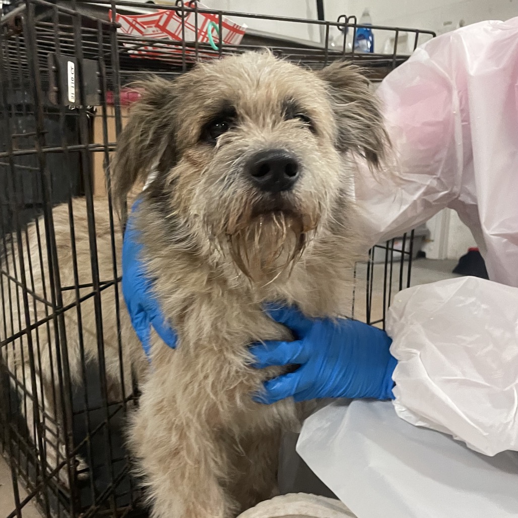 Shelter Stray Male Dog last seen , Edinburg, TX 78539