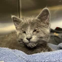 Shelter Stray Female Cat last seen , Palm Springs, CA 92264