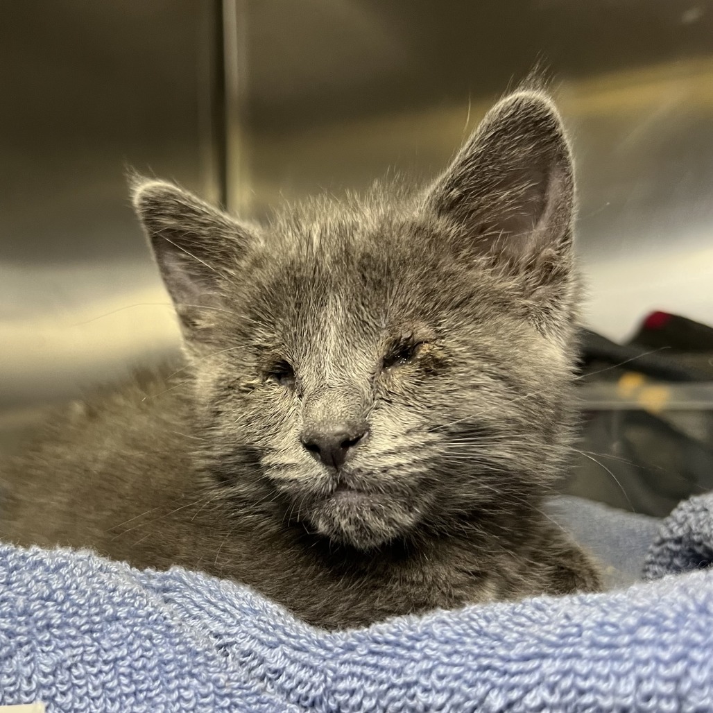 Shelter Stray Female Cat last seen , Palm Springs, CA 92264