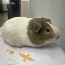 Shelter Stray Male Other last seen , Tampa, FL 33607