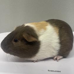 Shelter Stray Female Other last seen , Tampa, FL 33607