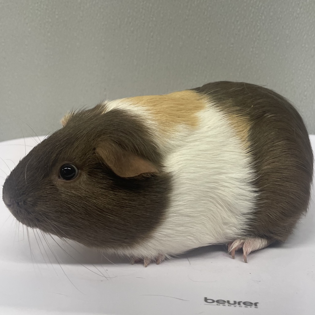 Shelter Stray Female Other last seen , Tampa, FL 33607