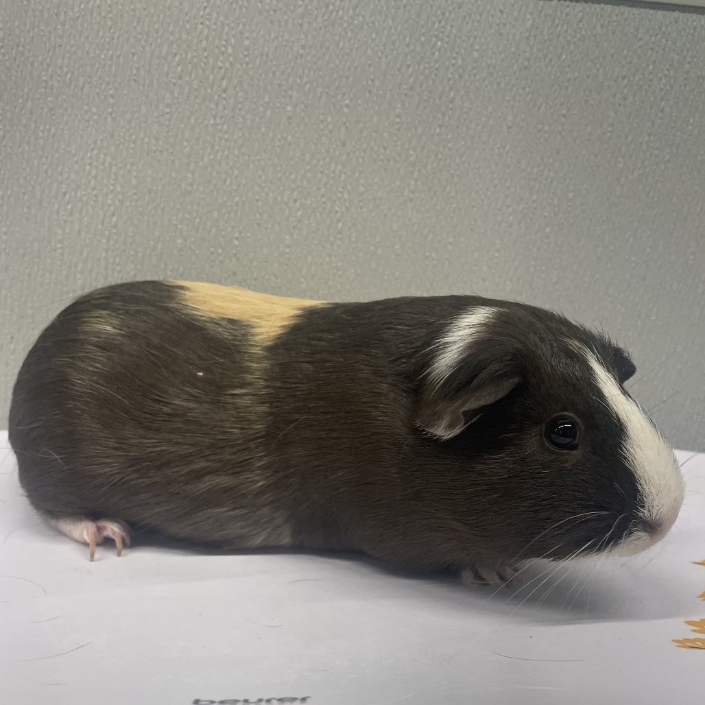 Shelter Stray Female Other last seen , Tampa, FL 33607
