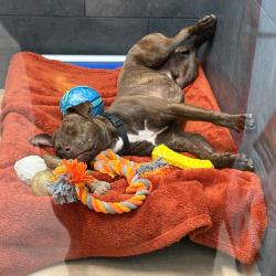 Shelter Stray Male Dog last seen , Philadelphia, PA 19140