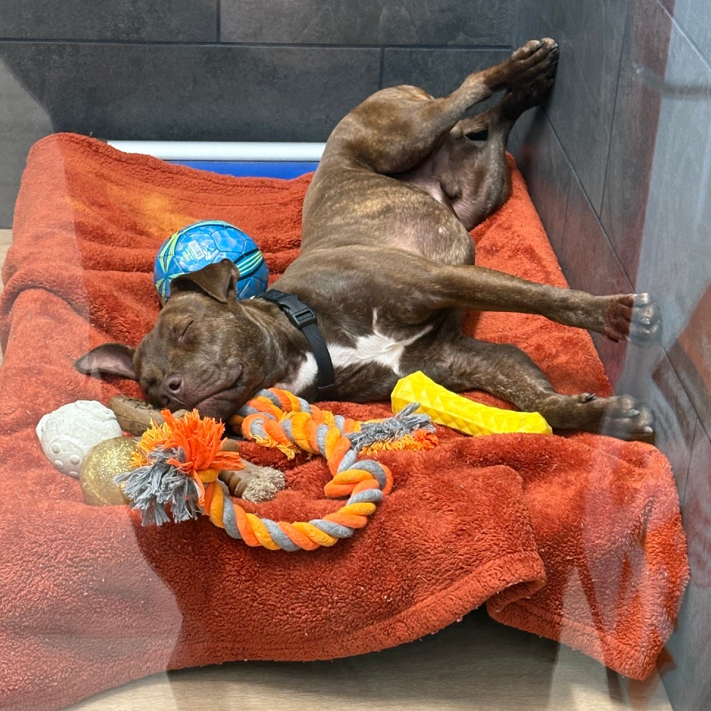 Shelter Stray Male Dog last seen , Philadelphia, PA 19140