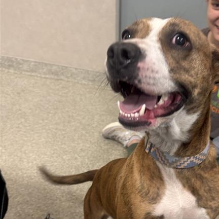 Shelter Stray Female Dog last seen , Jacksonville, FL 32216