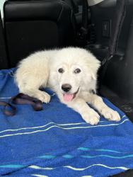 Reunited Male Dog last seen Near Highland Ave, Fort Worth, TX 76164, USA, Fort Worth, TX 76164