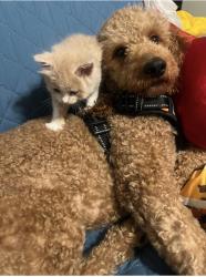 Lost Male Dog last seen Valle alto 3 hidalgo tx, Hidalgo, TX 78557