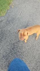 Found/Stray Female Dog last seen CR 321 & CR 336 in Valley View, Co Rd 321, TX 76238