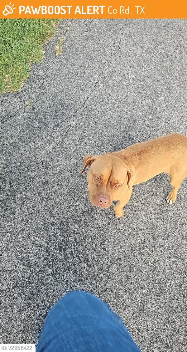 Found/Stray Female Dog last seen CR 321 & CR 336 in Valley View, Co Rd 321, TX 76238
