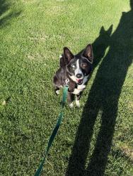 Reunited Female Dog last seen W Chestnut Ave & Bel Air Dr, Yakima, WA 98908