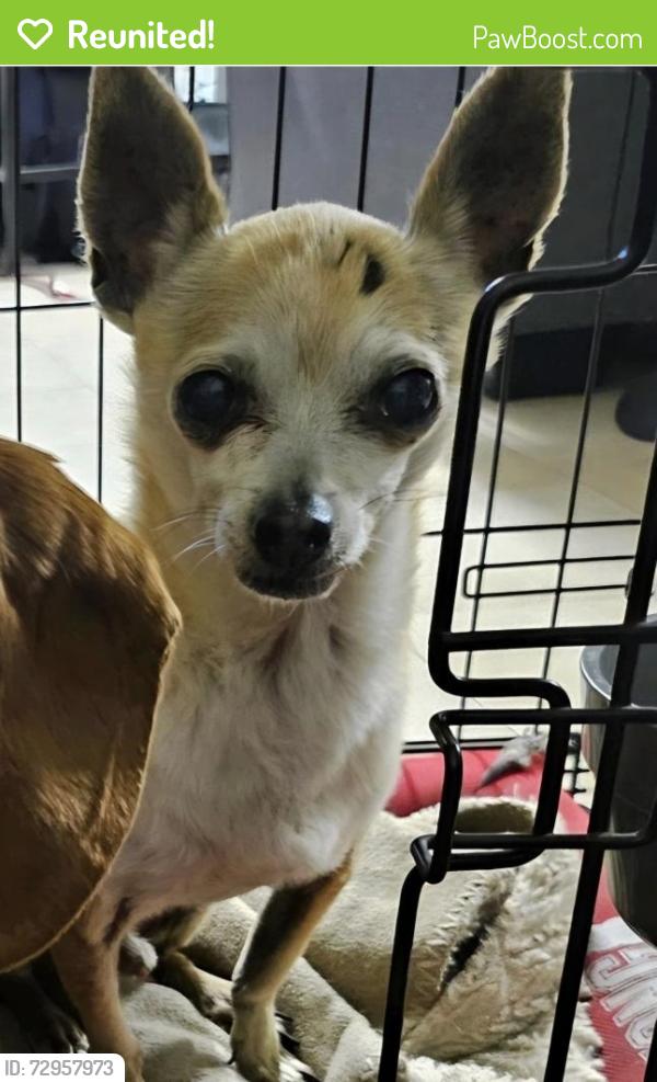 Reunited Male Dog last seen Sandstone street and Azusa Canyon, Baldwin Park, CA 91706