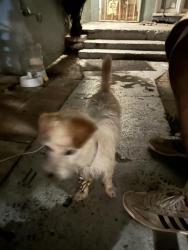 Lost Male Dog last seen Sycamore Ave Hayward CA, Hayward, CA 94544