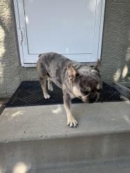 Reunited Male Dog last seen Desert peach dr, Sparks, NV 89436