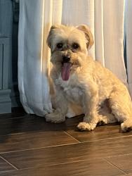 Reunited Male Dog last seen Stonepointe and Valley Creek in McKinney, McKinney, TX 75072