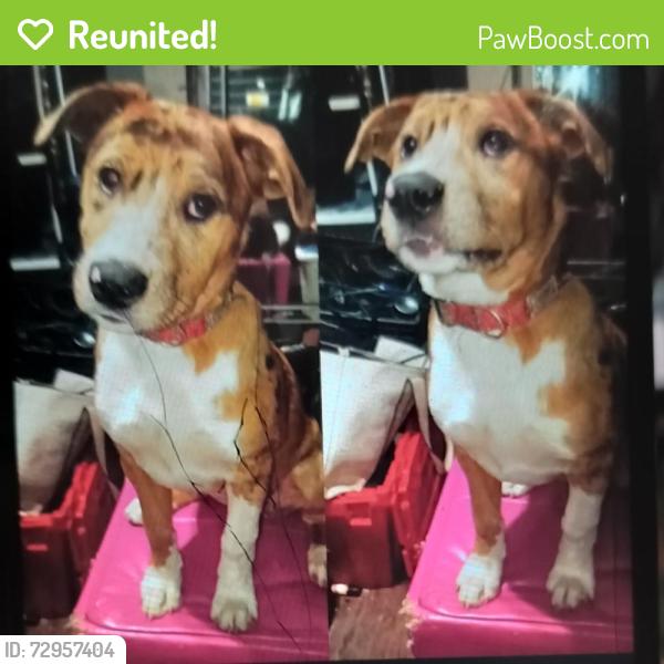 Reunited Female Dog last seen Robert Smalls apmts , Spartanburg, SC 29301