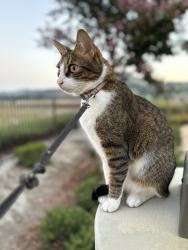 Lost Male Cat last seen Camino de vista / ramblas , San Juan Capistrano, CA 92675