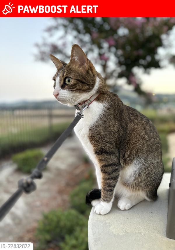 Lost Male Cat last seen Camino de vista / ramblas , San Juan Capistrano, CA 92675