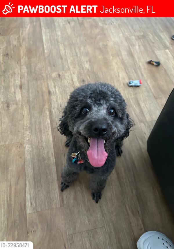 Lost Female Dog last seen Near Tom Thumb Dr 32210, Jacksonville, FL 32210