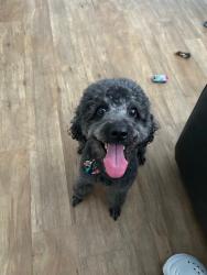 Lost Female Dog last seen Near Tom Thumb Dr 32210, Jacksonville, FL 32210