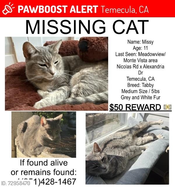 Lost Female Cat last seen Alexandria x Nicolas, Temecula, CA 92591