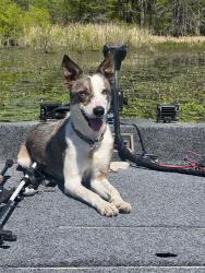 Lost Male Dog last seen Near gaillard road, Moncks Corner, SC 29461