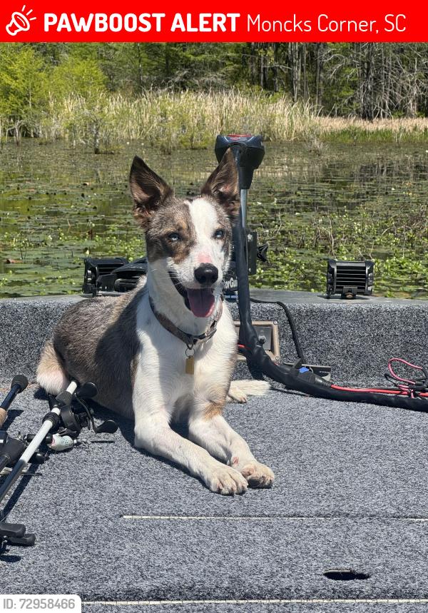 Lost Male Dog last seen Near gaillard road, Moncks Corner, SC 29461
