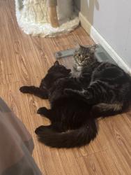 Reunited Female Cat last seen Olive tree, Citrus Heights, CA 95610