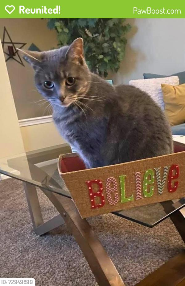 Reunited Female Cat last seen 79th/ Sunnyside , Oaklandon, IN 46236