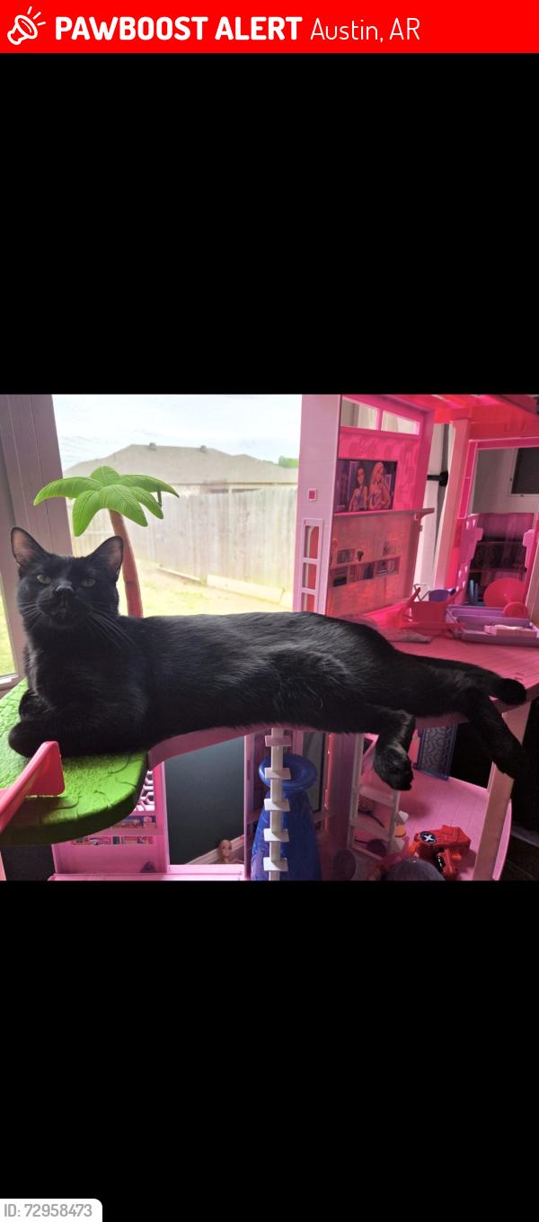 Lost Male Cat last seen Fletcher and Hilsboro, Austin, AR 72007
