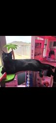 Lost Male Cat last seen Fletcher and Hilsboro, Austin, AR 72007