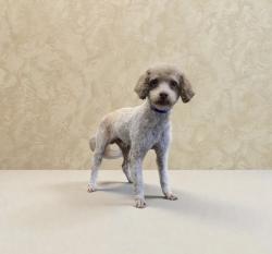 Lost Male Dog last seen Turner St, Granbury st, Bales st, Morengo st, Cleburne, TX 76033